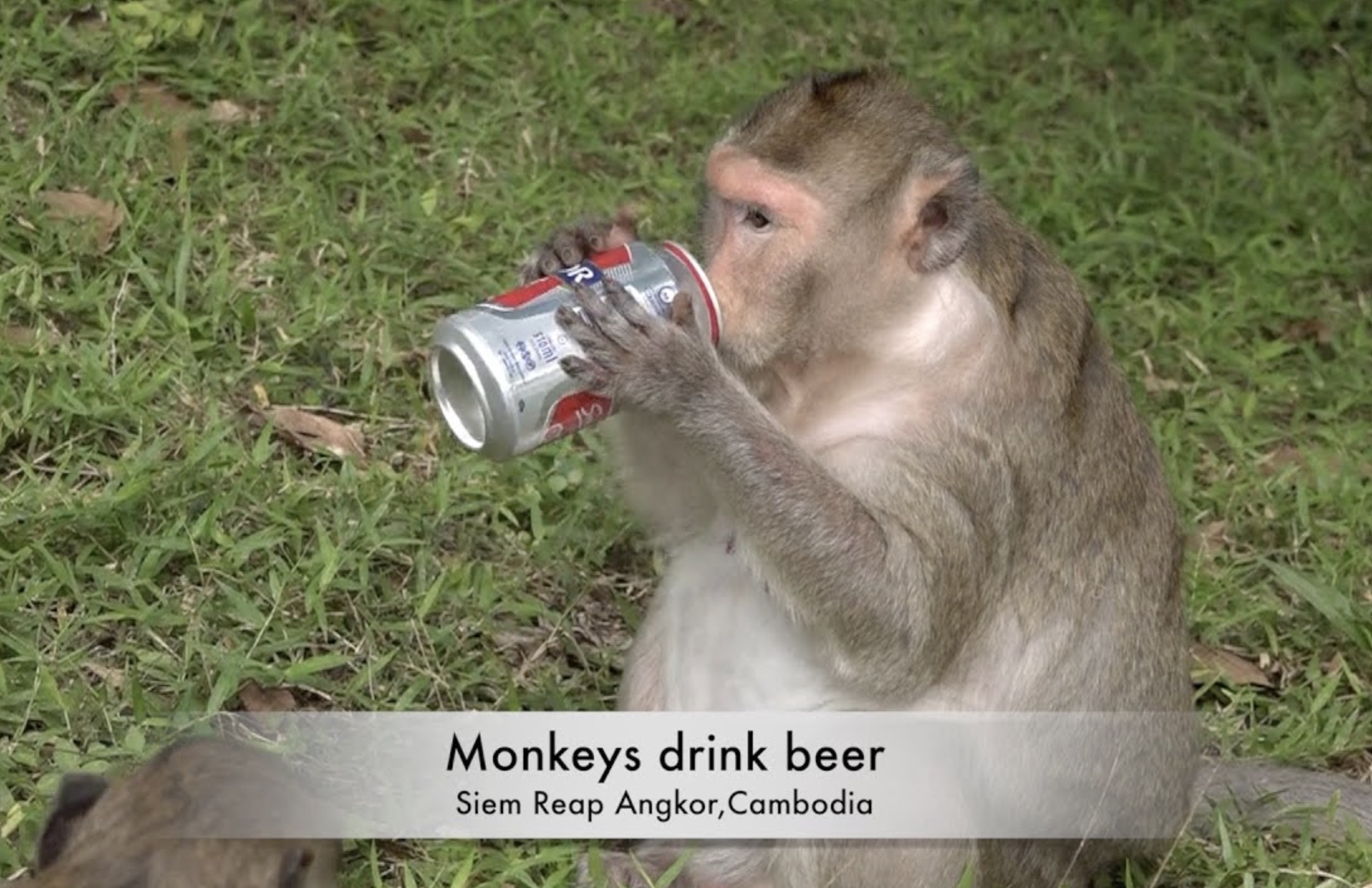 rhesus macaque - Monkeys drink beer Siem Reap Angkor, Cambodia